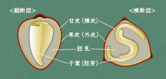 そばの断面図