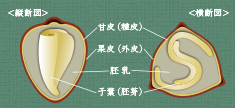 そば粉の断面図